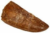 Serrated Raptor Tooth - Real Dinosaur Tooth #332878-1
